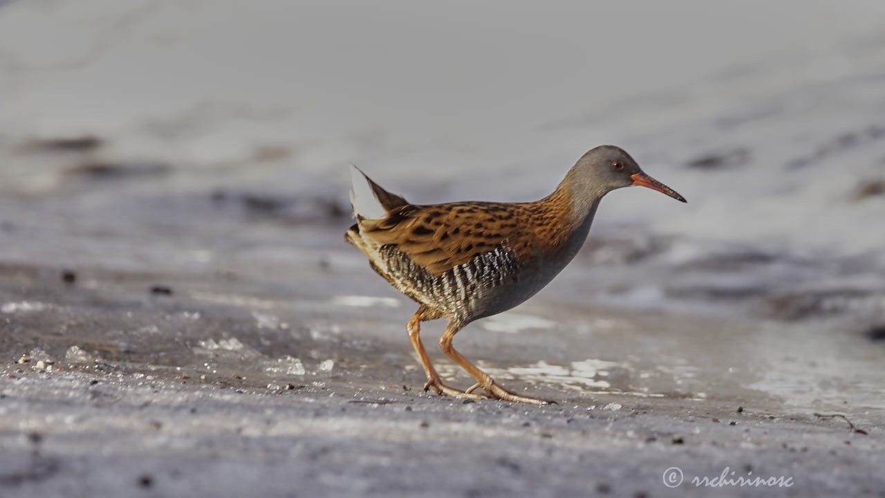 Water rail