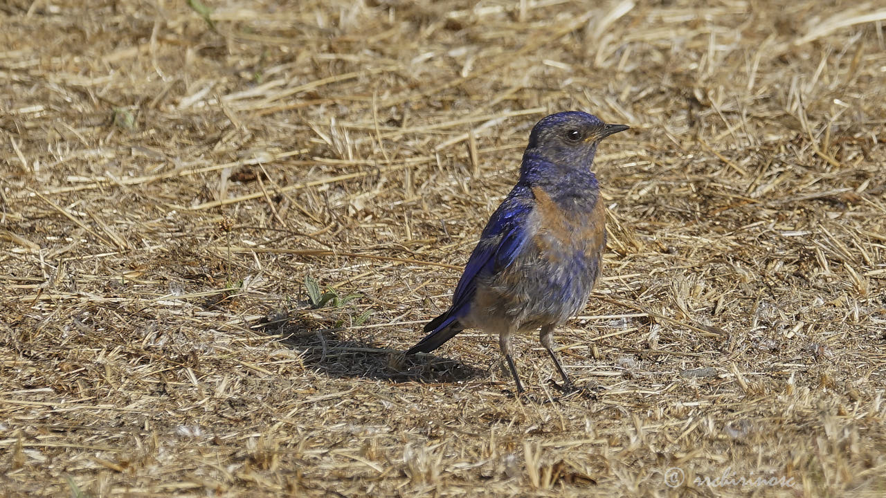 Western bluebird