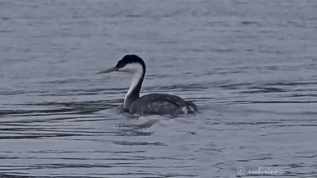 Western grebe