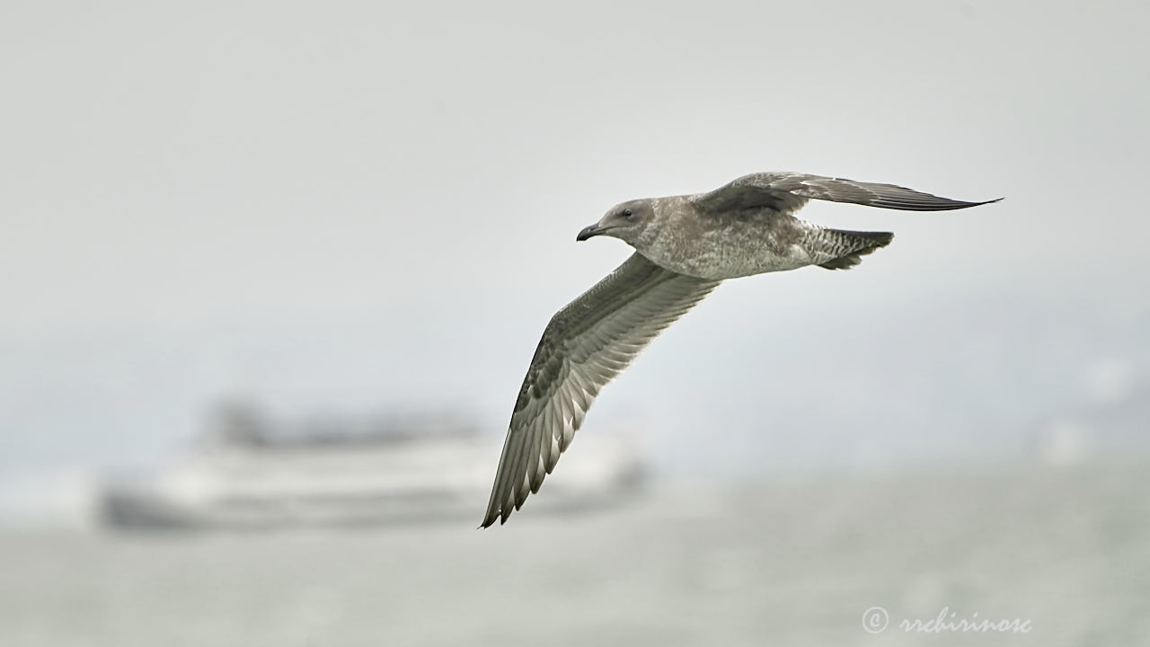Western gull