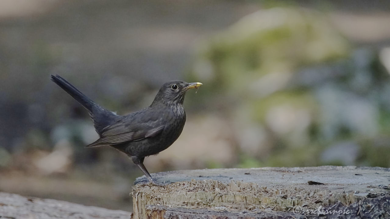 Eurasian blackbird