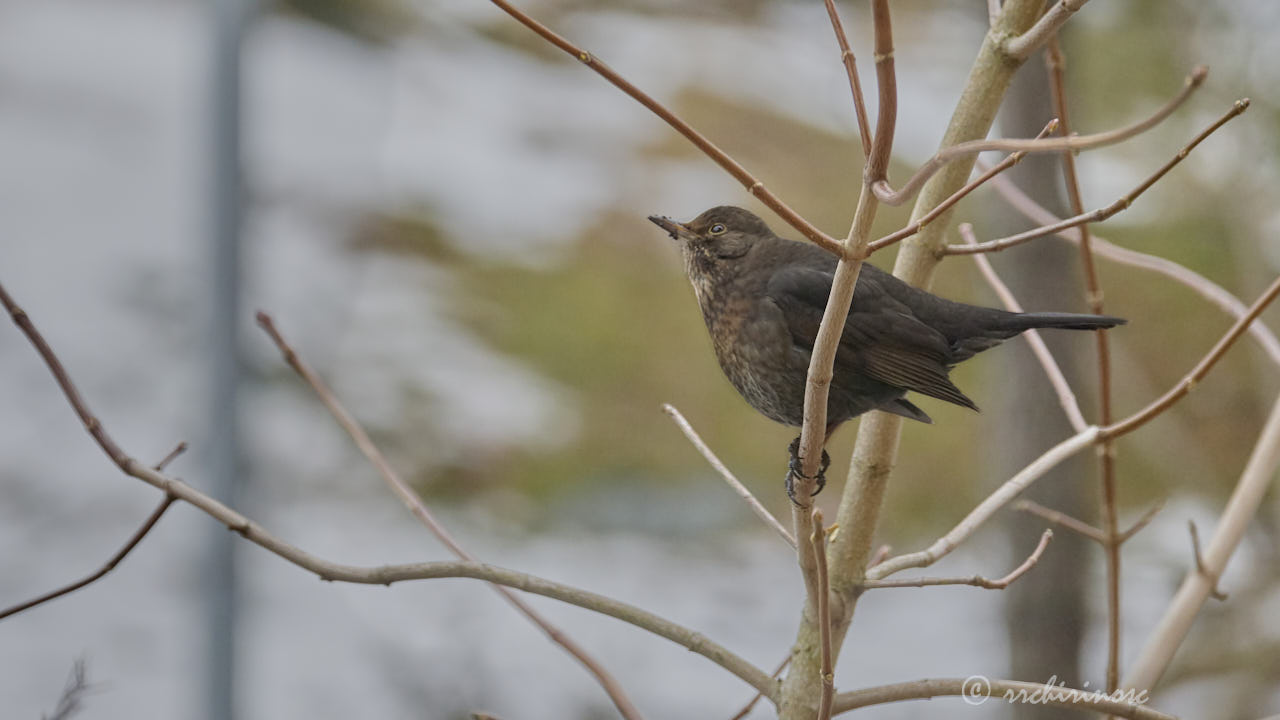 Eurasian blackbird