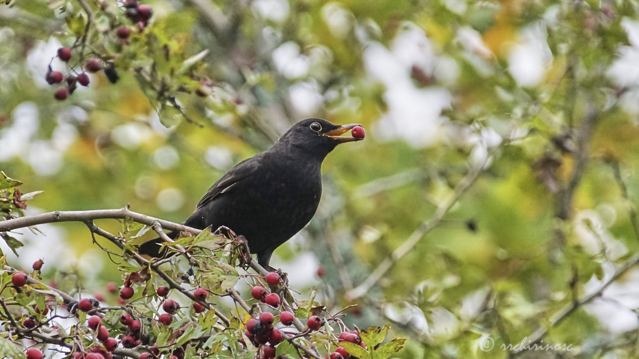 Eurasian blackbird