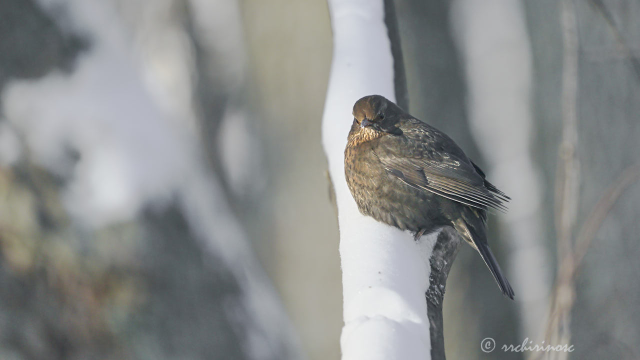 Eurasian blackbird