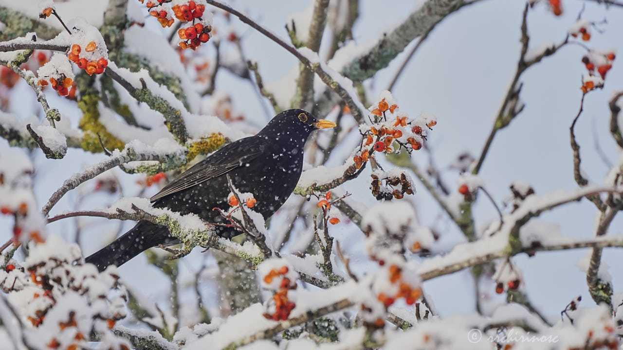 Eurasian blackbird
