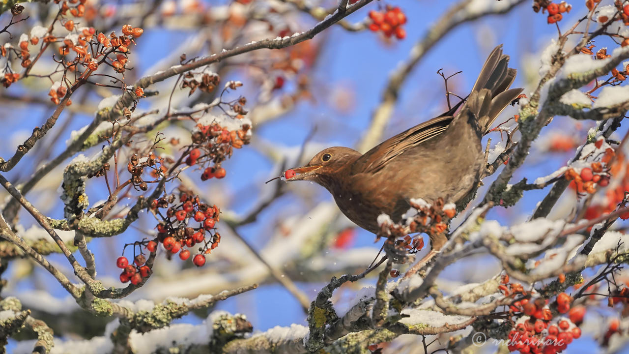Eurasian blackbird