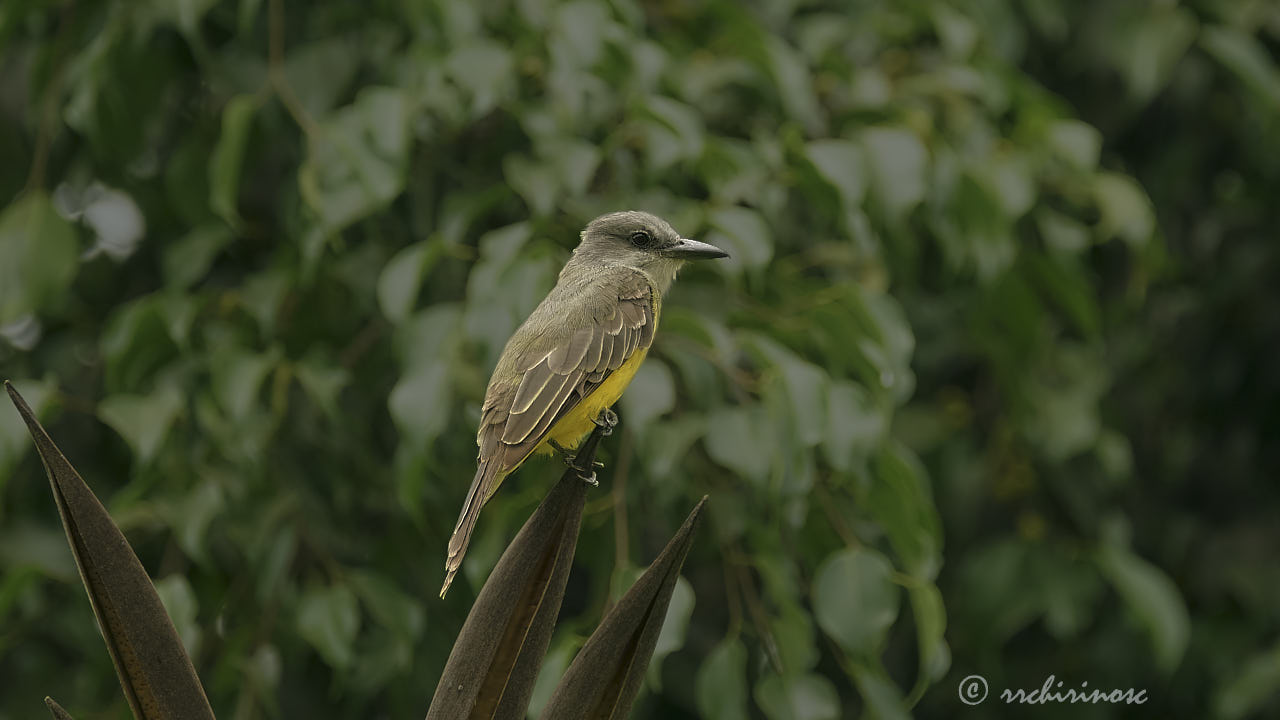 Tropical kingbird