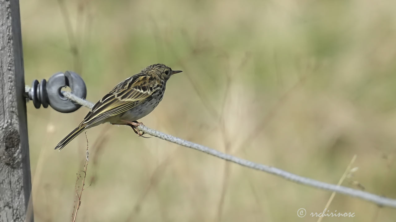 Tree pipit