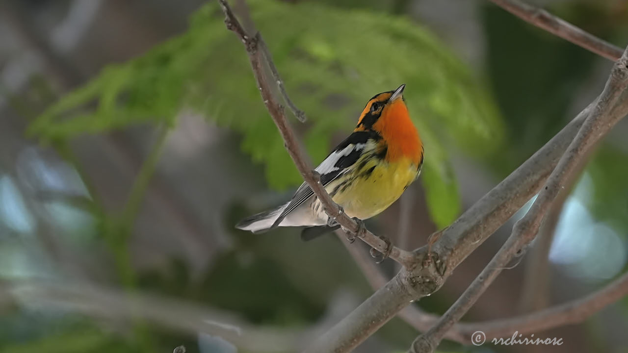 Blackburnian warbler