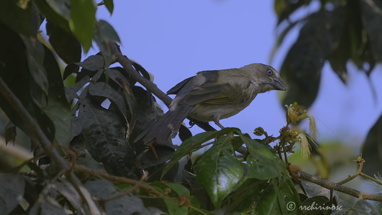 Streaked saltator