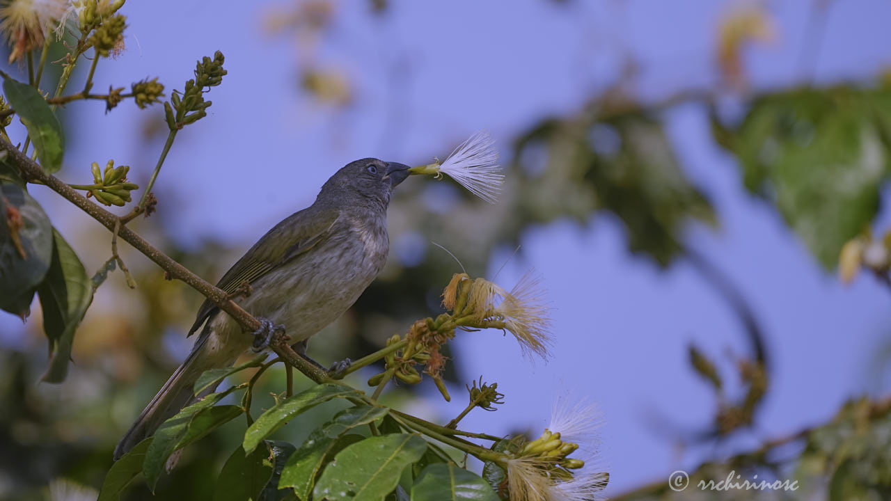 Streaked saltator