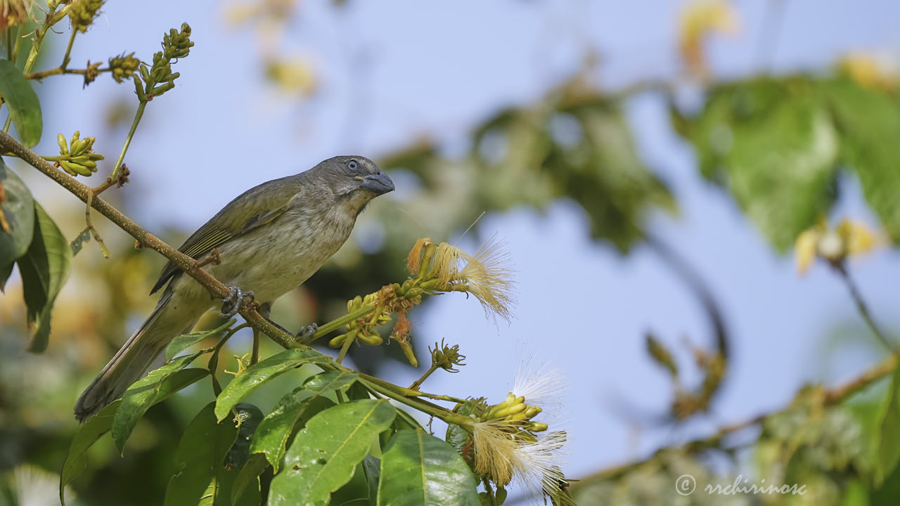 Streaked saltator