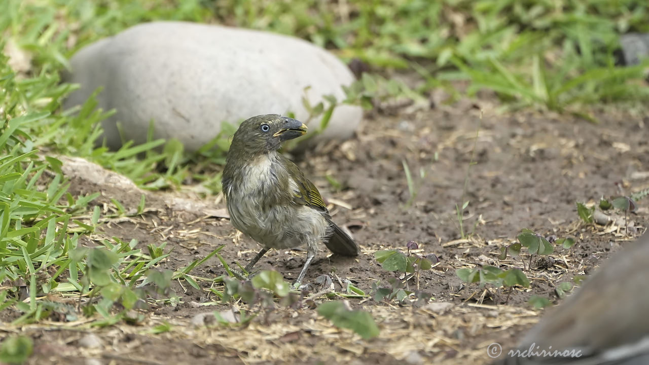 Streaked saltator