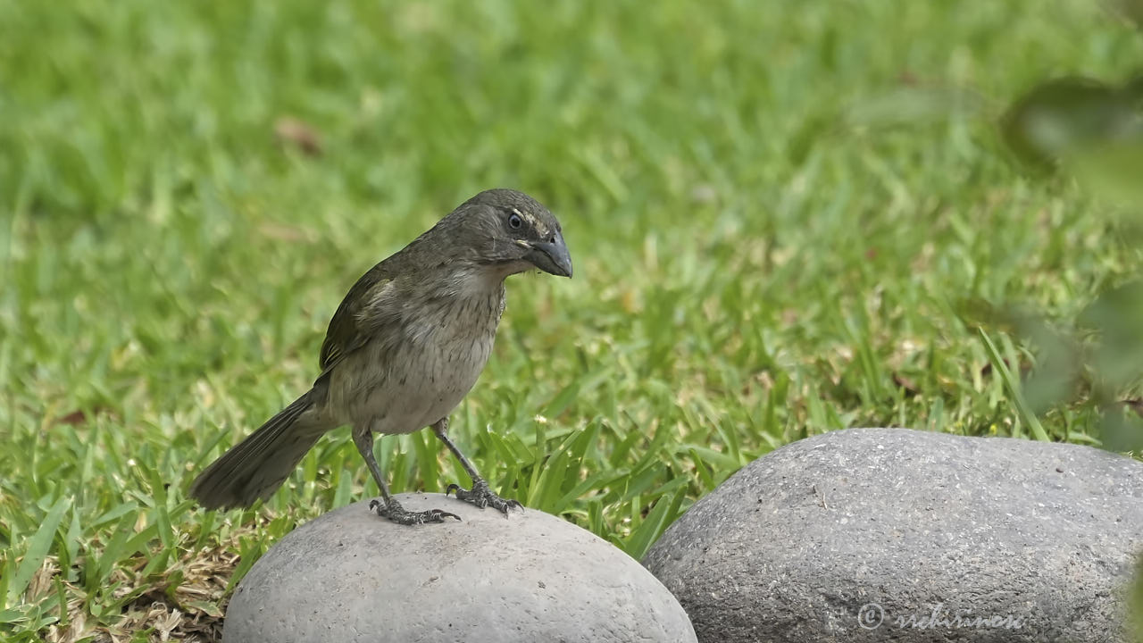 Streaked saltator