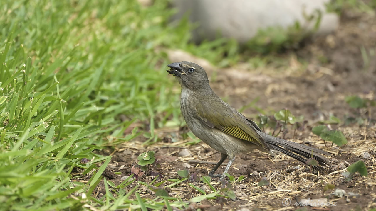 Streaked saltator