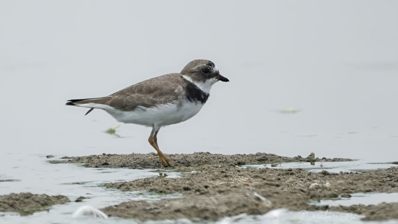 Semipalmated plover