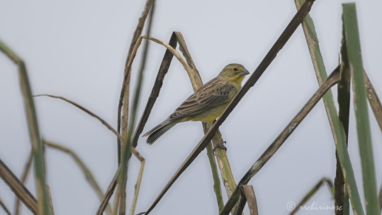 Grassland yellow-finch