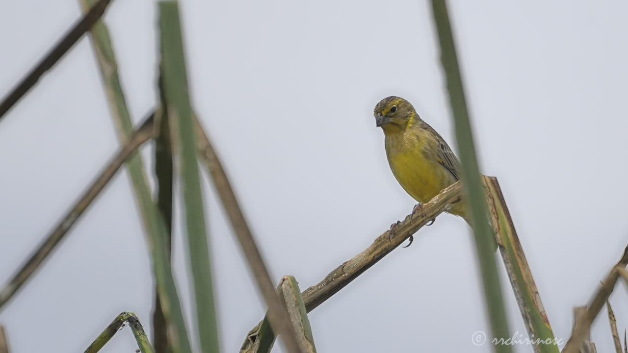 Grassland yellow-finch