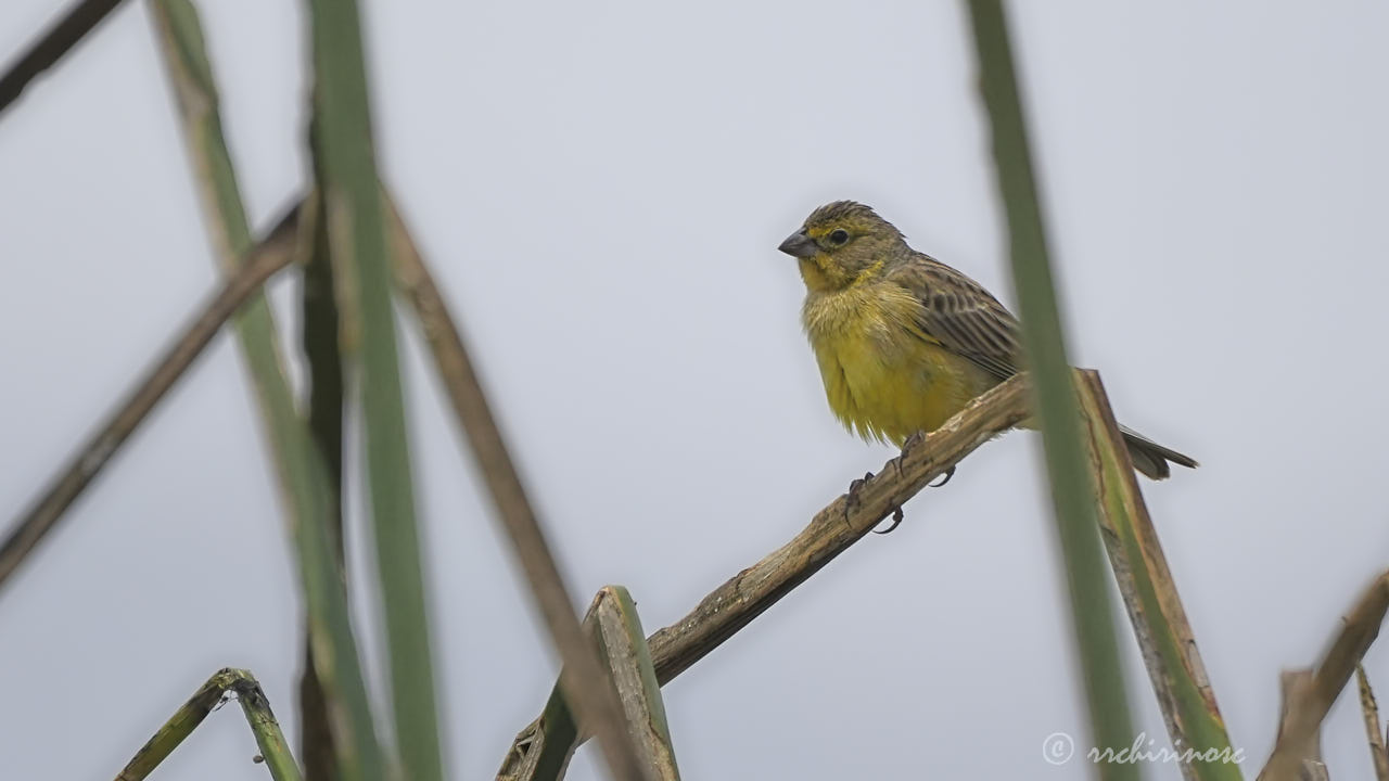 Grassland yellow-finch