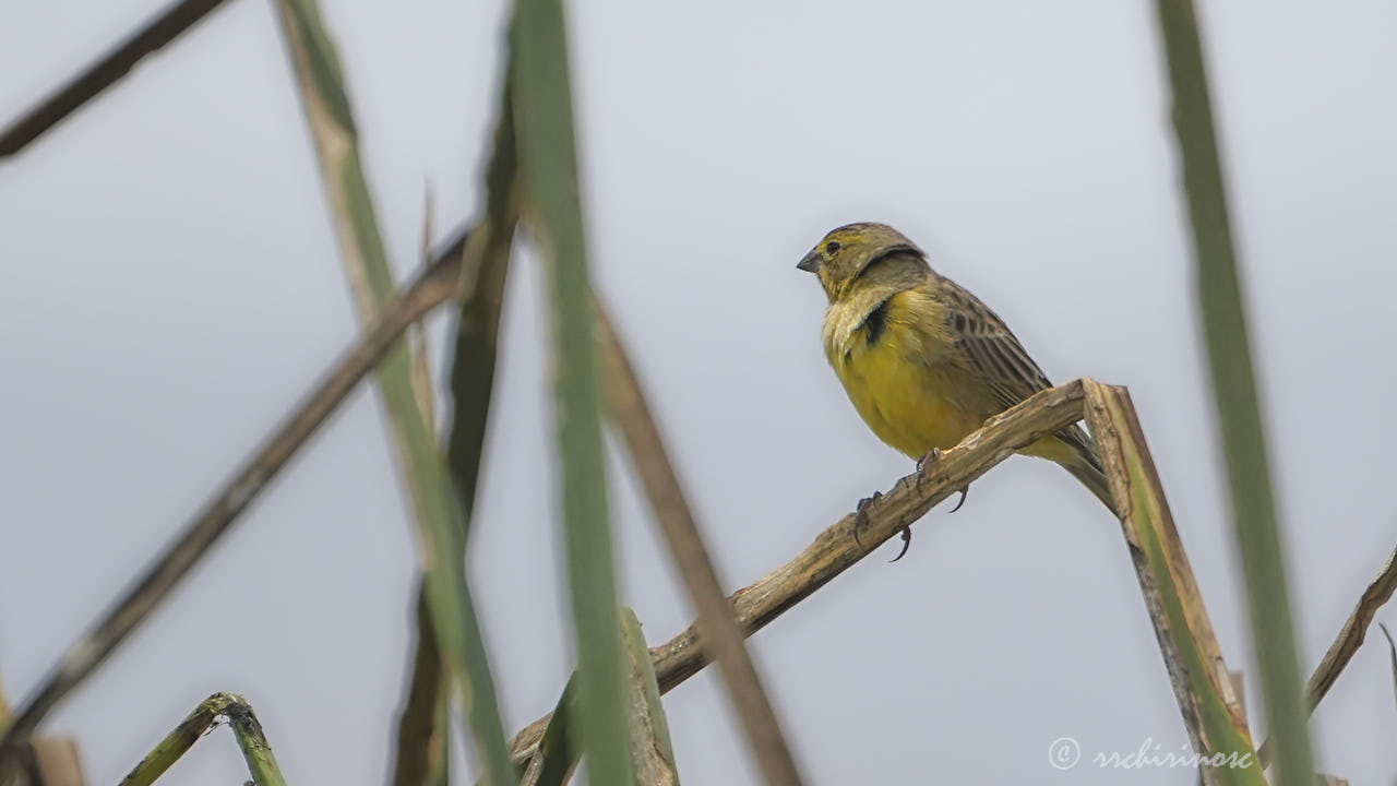 Grassland yellow-finch