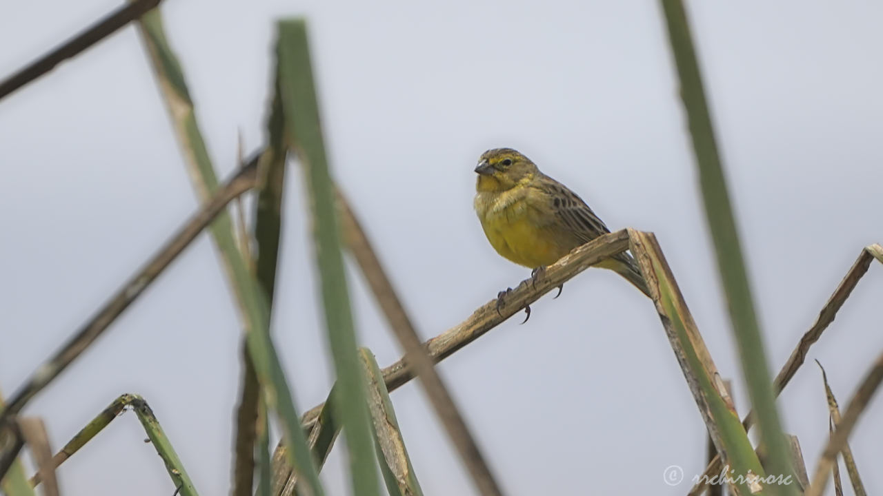 Grassland yellow-finch
