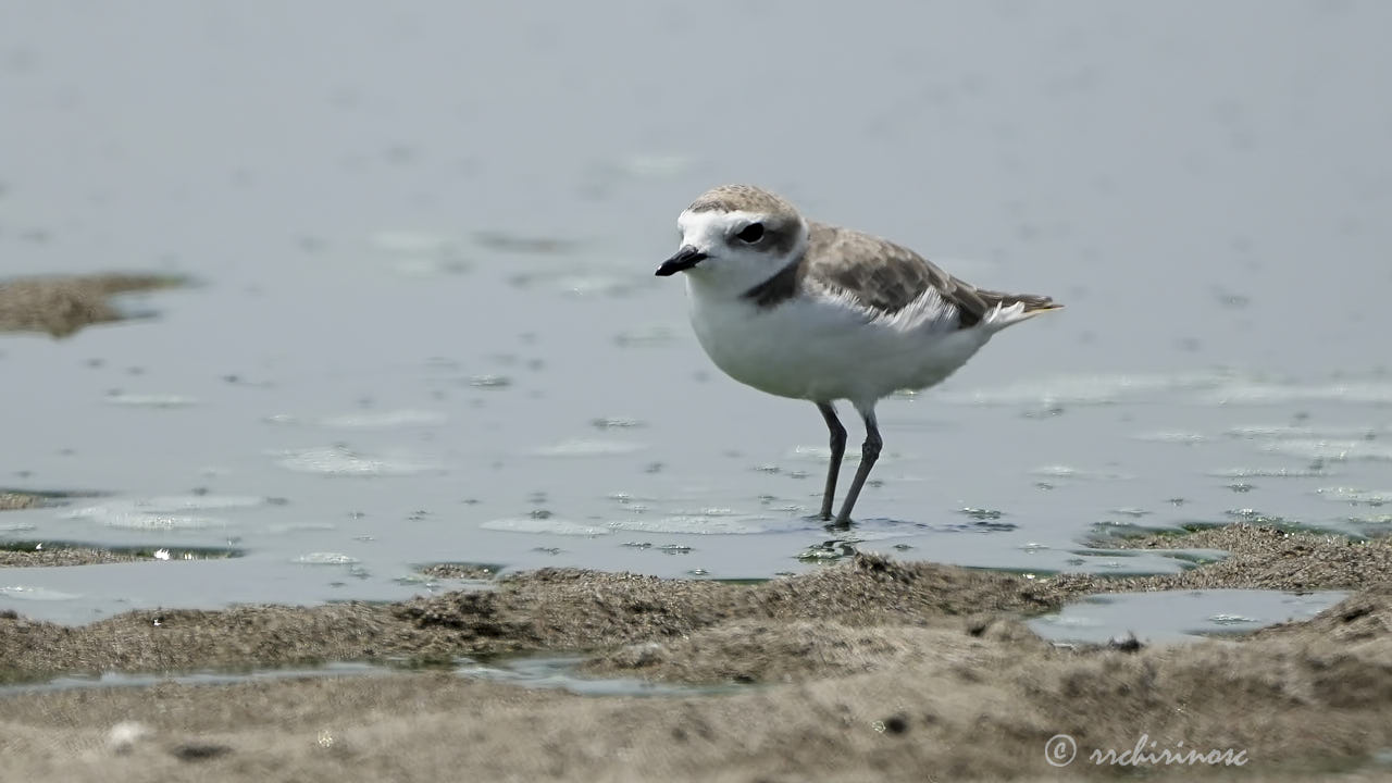 Snowy plover