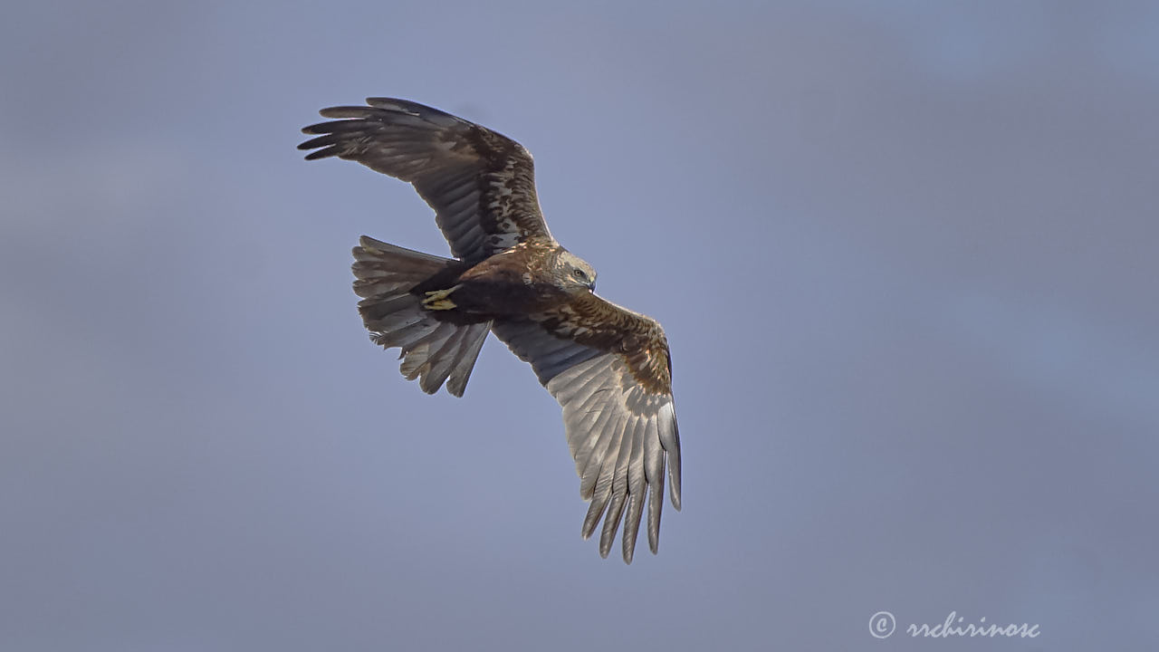 Western marsh harrier