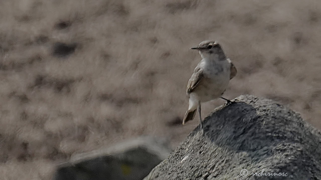 Greyish miner