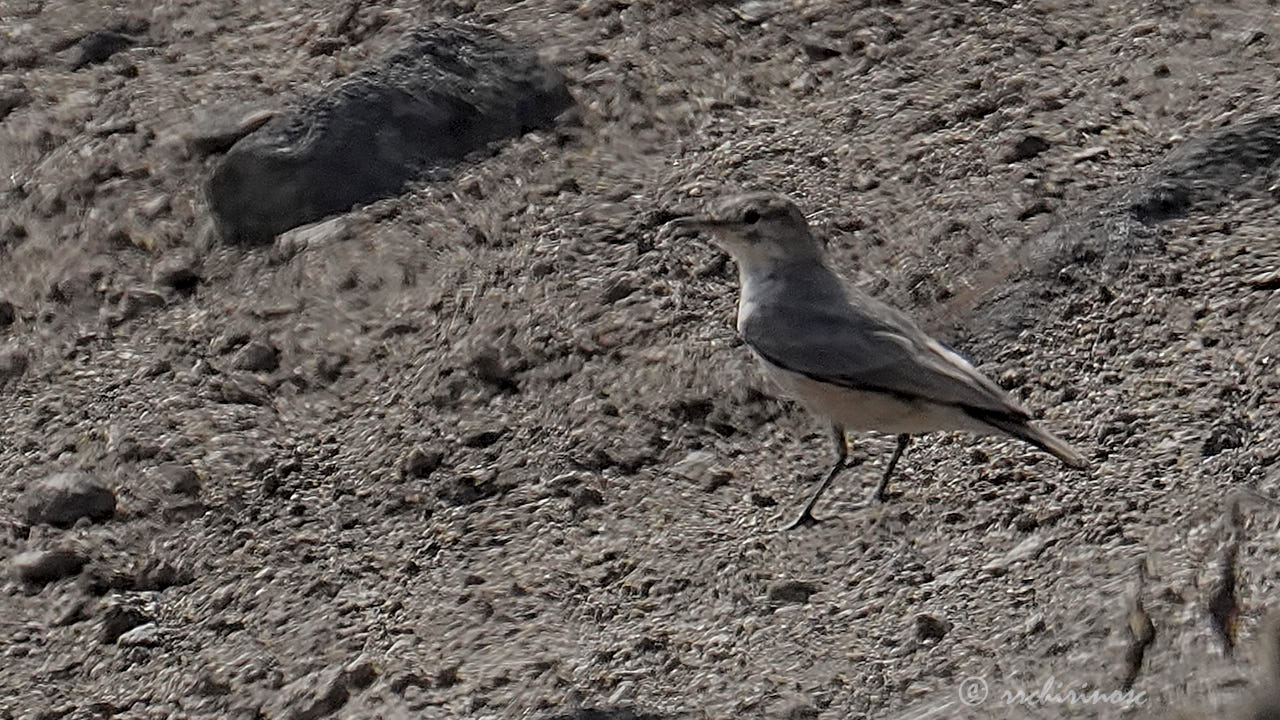 Greyish miner