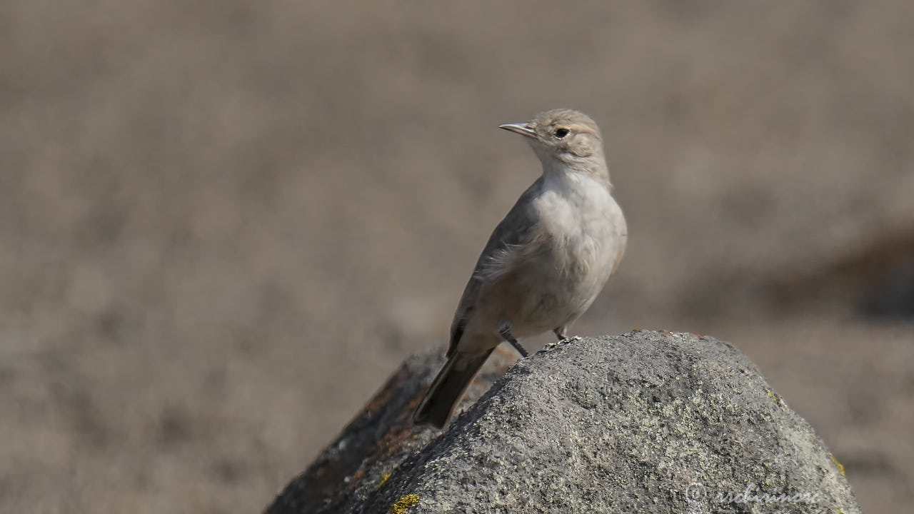 Greyish miner