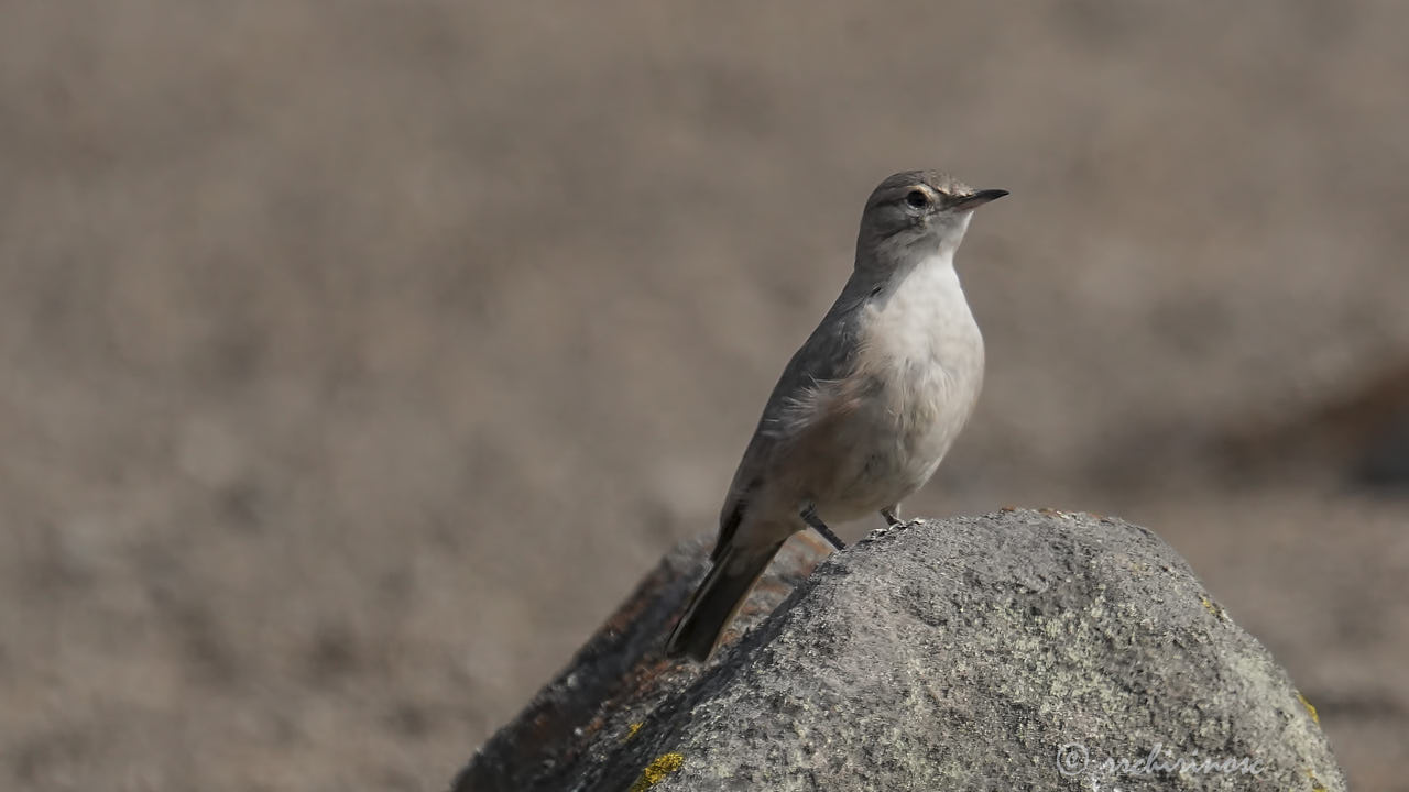Greyish miner