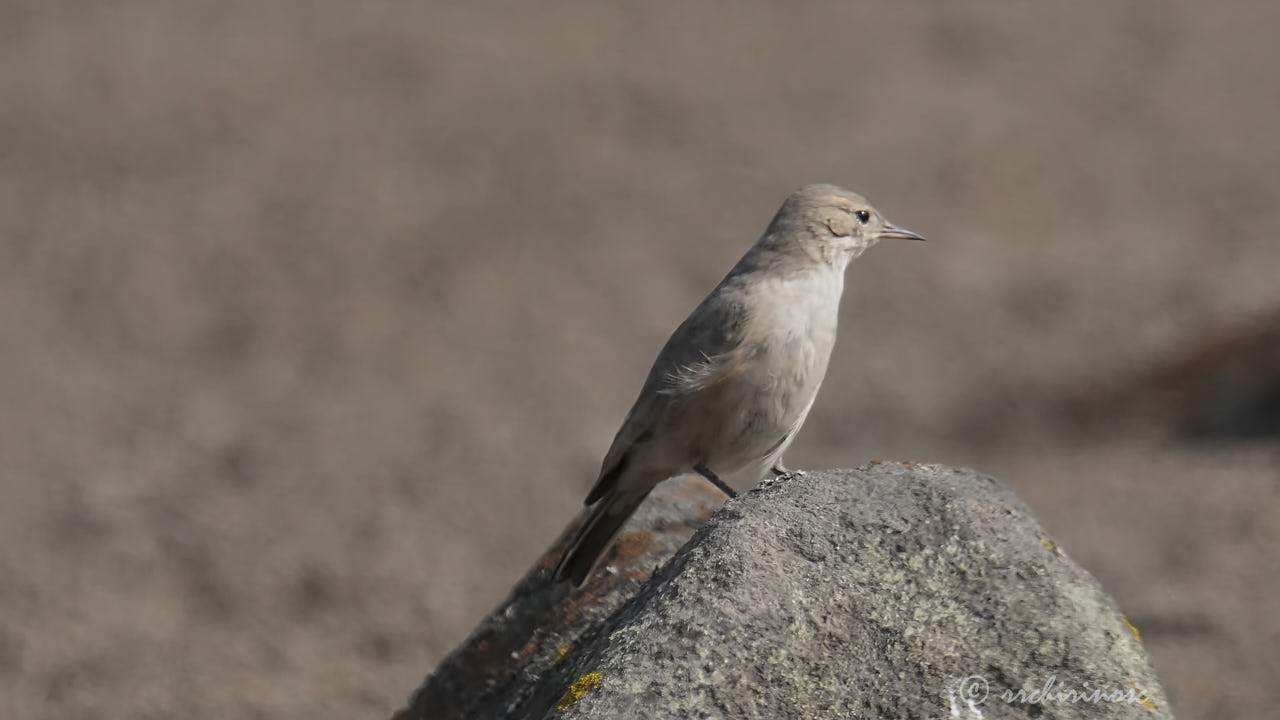 Greyish miner