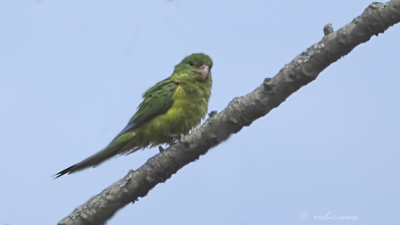 Mountain parakeet