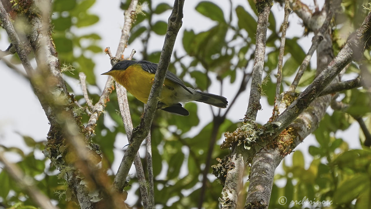 Tropical parula