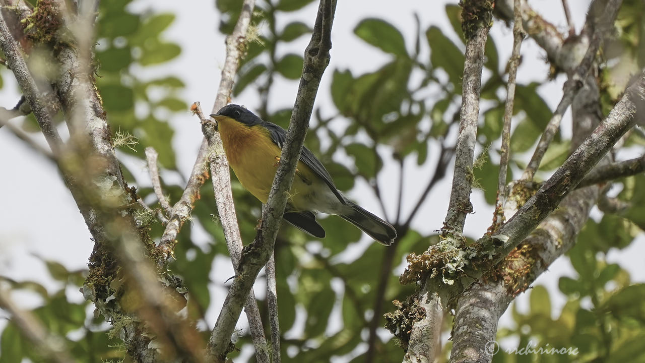 Tropical parula