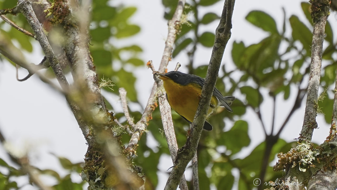 Tropical parula