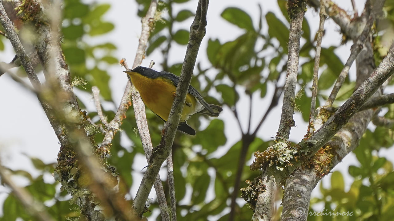 Tropical parula