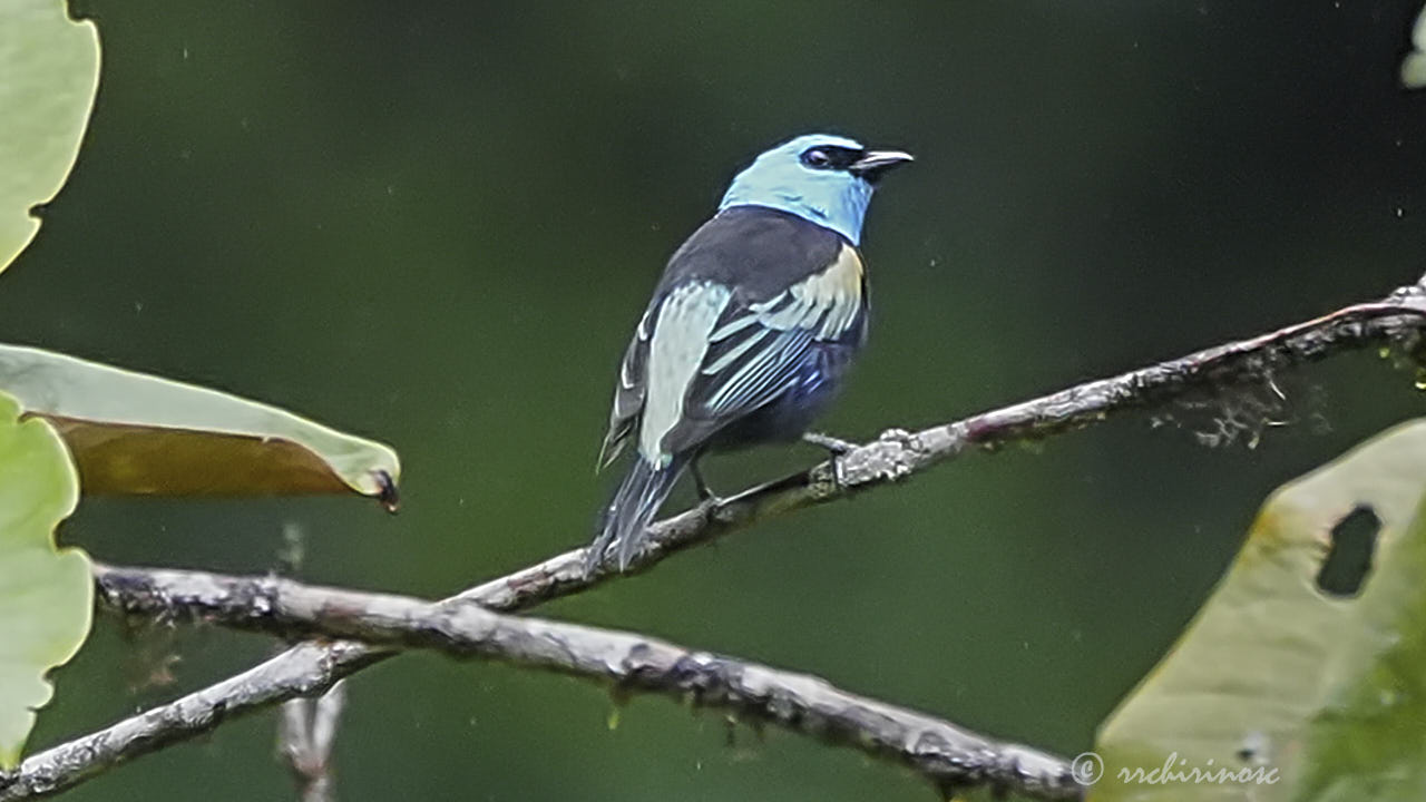 Blue-necked tanager