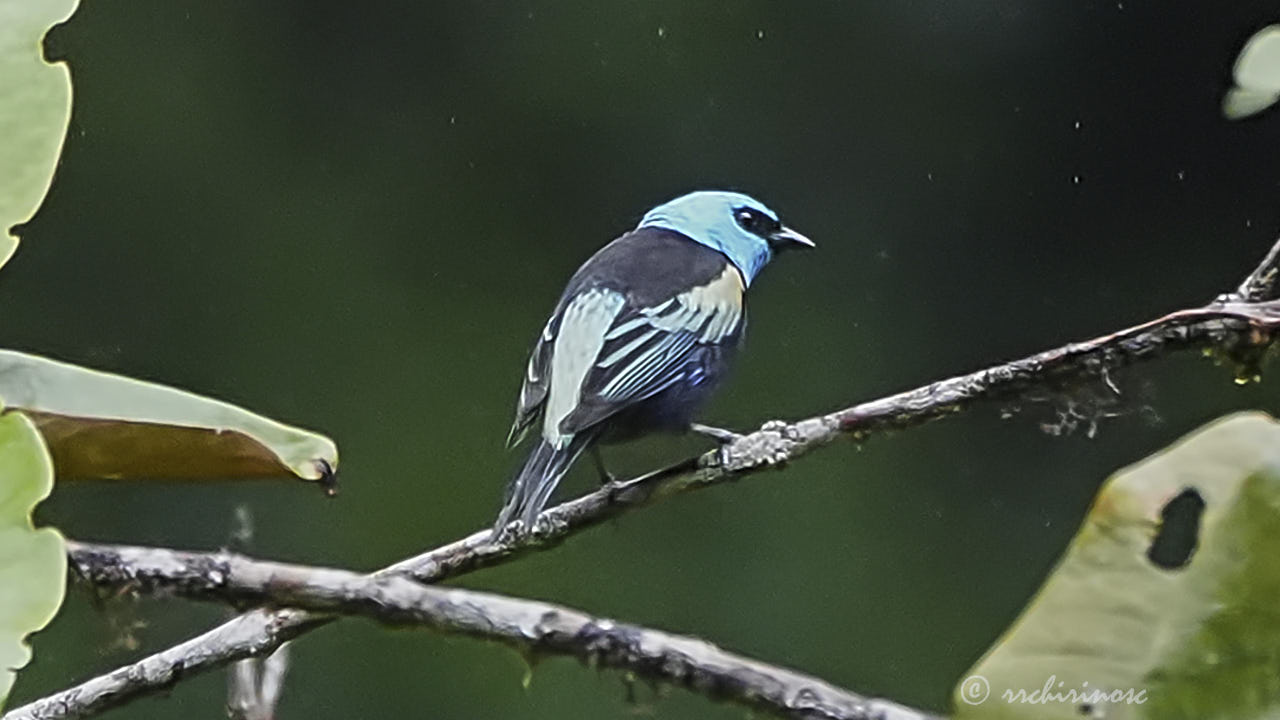 Blue-necked tanager