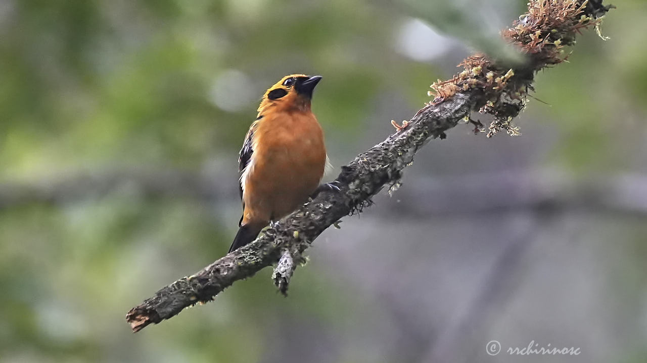 Golden tanager