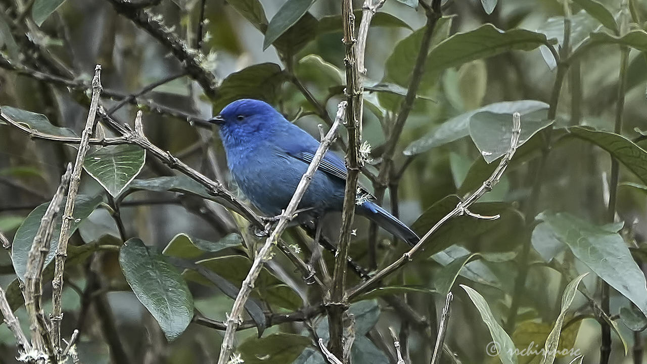 Tit-like dacnis
