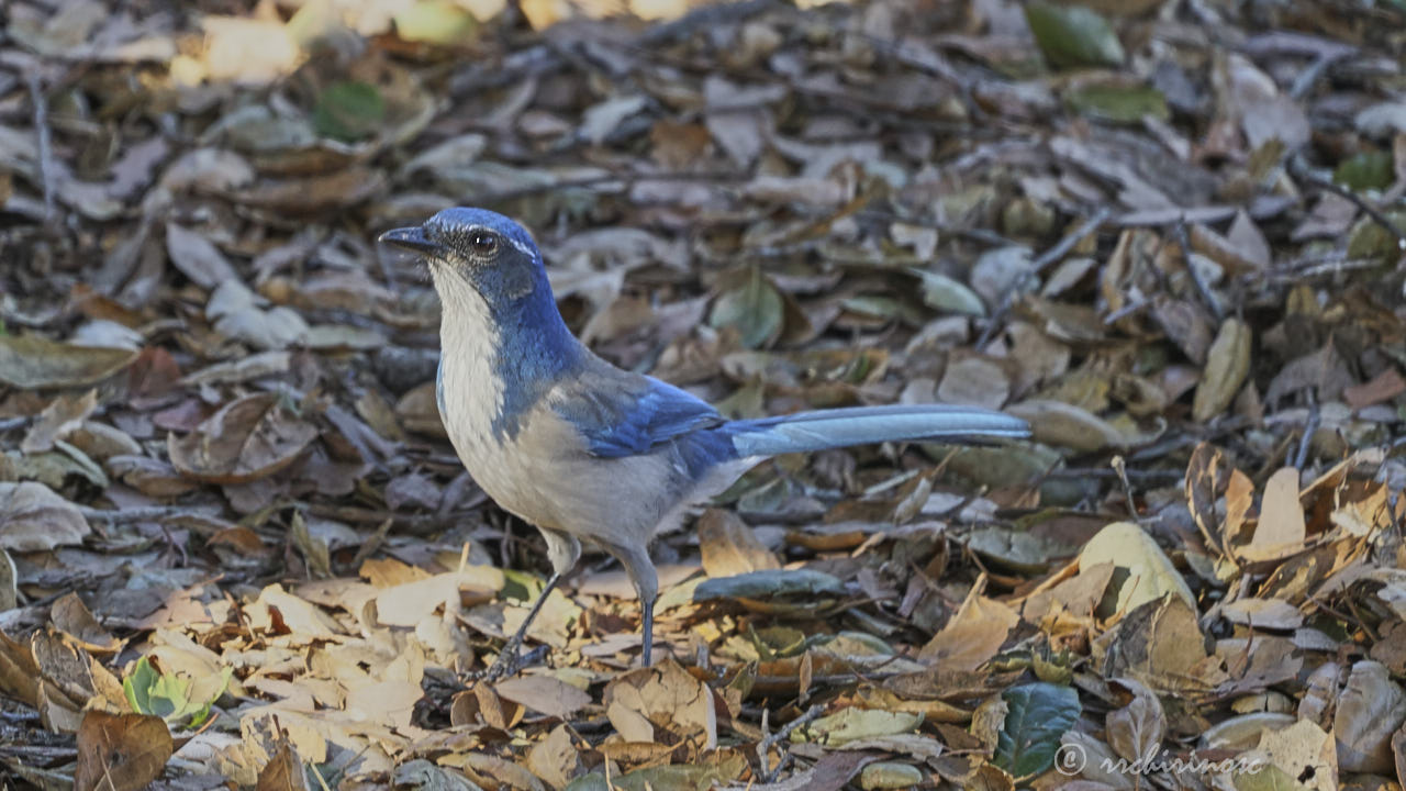 California scrub jay