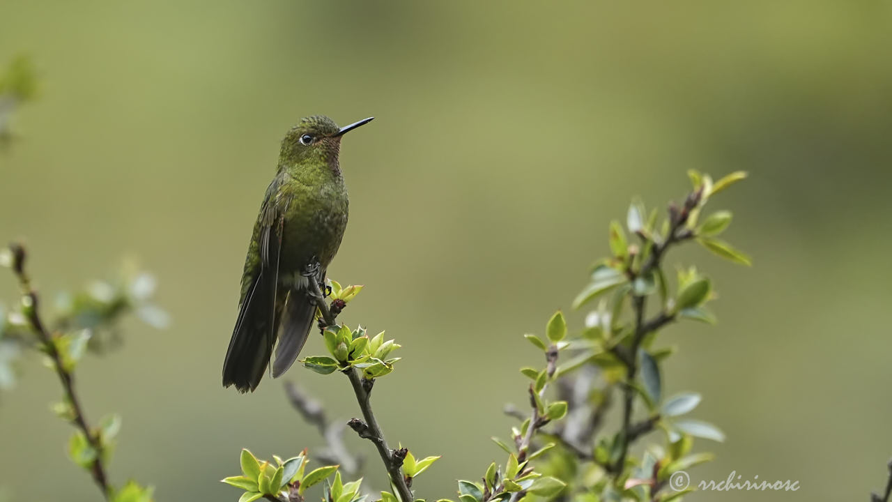 Fire-throated metaltail