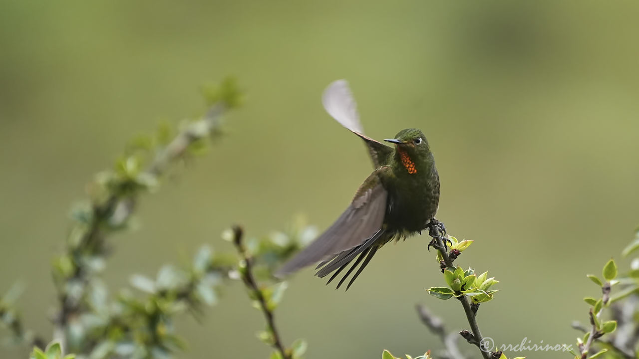 Fire-throated metaltail