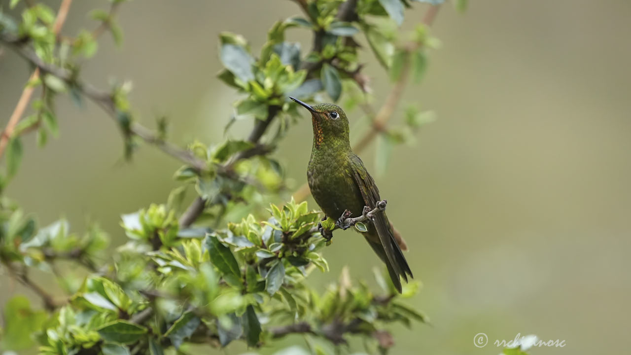 Fire-throated metaltail