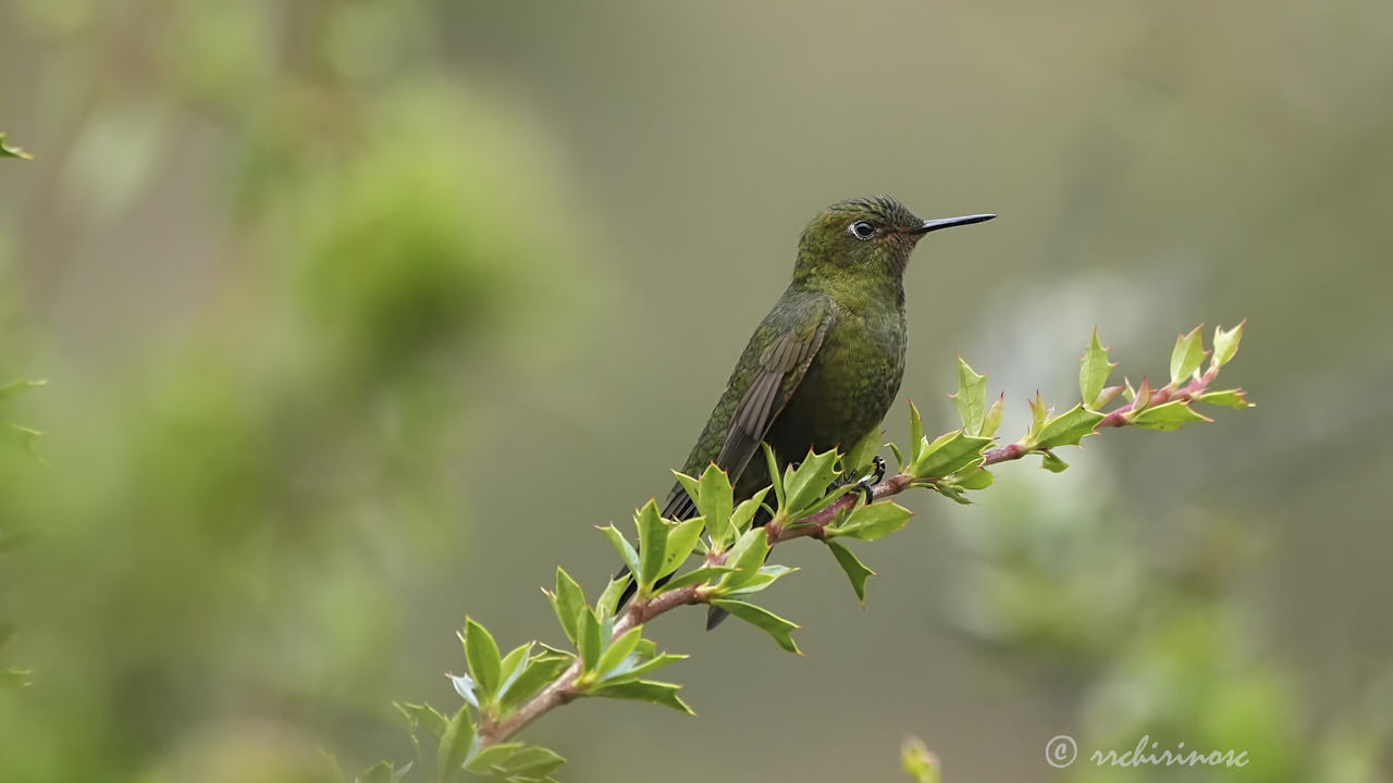 Fire-throated metaltail