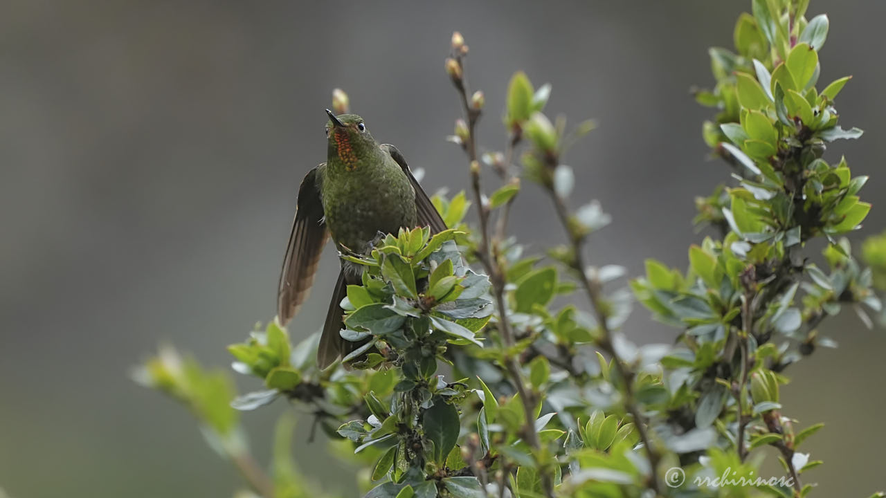 Fire-throated metaltail