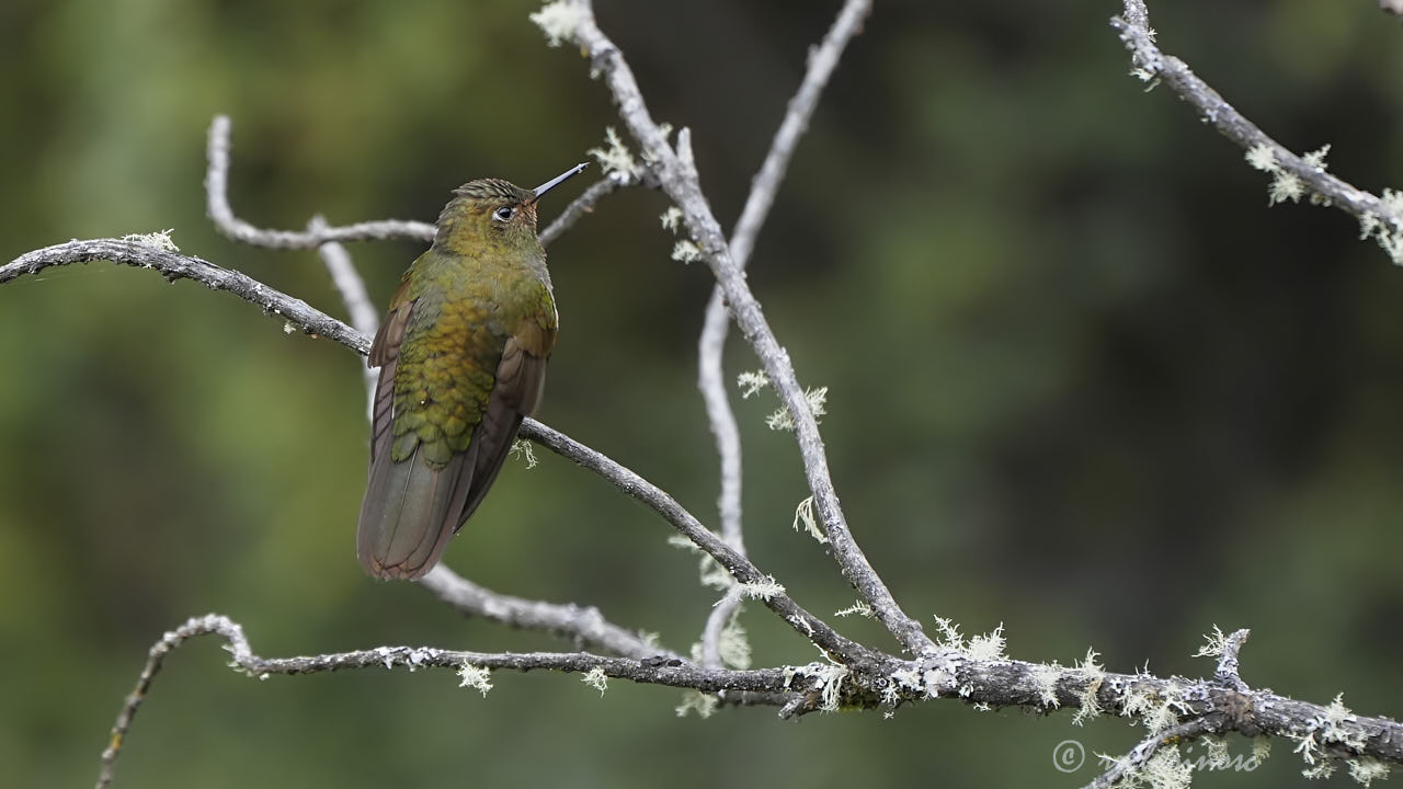Fire-throated metaltail