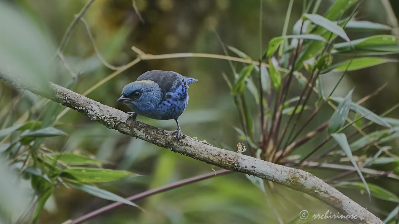Blue-and-black tanager