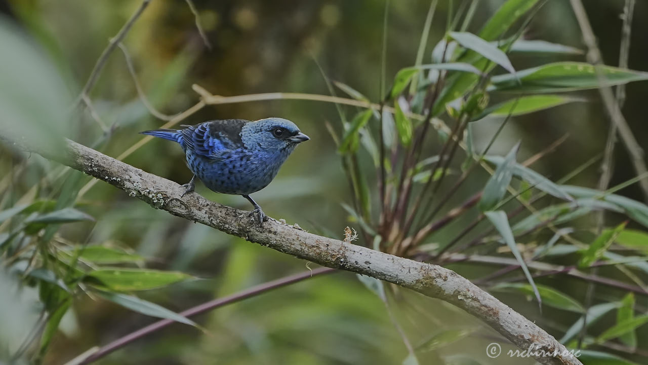 Blue-and-black tanager